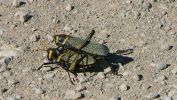 PICTURES/Courtland Ghost Town/t_Tandum Grasshoppers1.JPG
